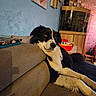 dog, black_and_white, couch, living_room, aquarium, photo_frame, baby_photo, wall, decor, wooden_cabinet, toy, relaxed, pet, furniture, interior, resting, animal, cozy, home, comfort