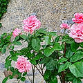 Francoise Gueguen2