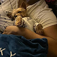 King is registered to the contest to win money with this photo: arm, bed, blanket, cozy, cuddle, dog, fur, hand, indoor, pajamas, paw, person, pet, pillow, resting, shirt, sleepy, sleeve, small_dog, yorkshire_terrier