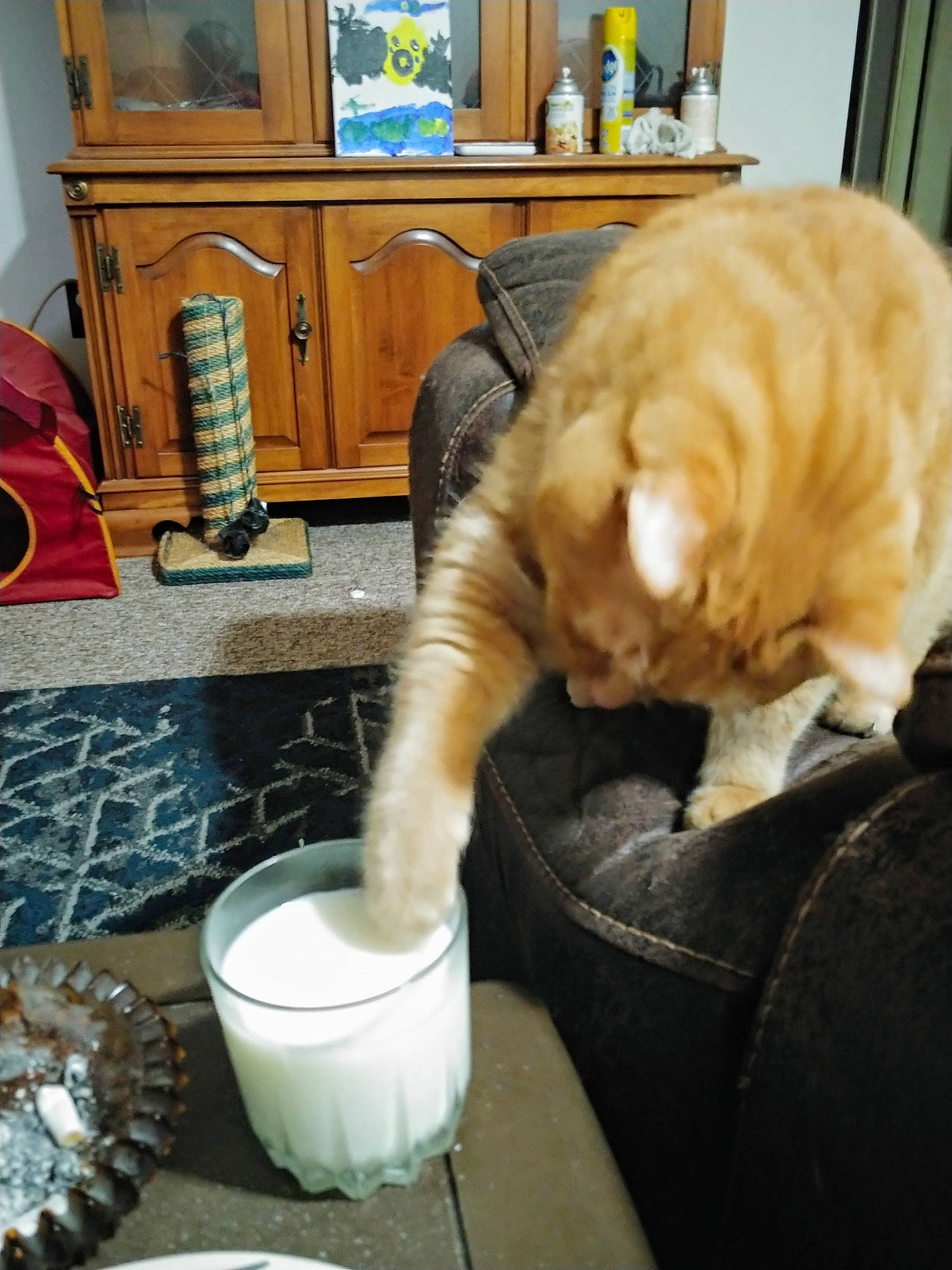 Joey is registered to the contest to win money with this photo: cabinetry, cat, chair, comfort, companion_dog, cup, dishware, domestic_short_haired_cat, drinkware, fawn, felidae, lap, room, serveware, small_to_medium_sized_cats, table, tableware, tail, whiskers, wood