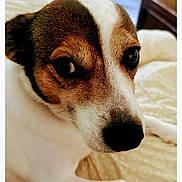 Oscar is registered to the contest to win money with this photo: animal, bed, blanket, brown, canine, close_up, curious, dog, ears, face, fur, furniture, indoor, looking, nose, pet, portrait, resting, snout, white