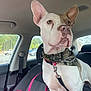 alert, bandana, brown_patch, canine, car_interior, daylight, dog, ear, inside_car, leash, looking_out, parking_lot, pet, pink_bag, plush_toy, seat, seatbelt, trees, white_dog, window