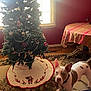 animal, carpet, christmas_tree, curtains, decorations, dog, domestic, festive, holiday, indoor, leash, ornaments, pet, red_wall, room, table, tablecloth, tree_skirt, window, wood_floor