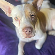 Frankie is registered to the contest to win money with this photo: dog, canine, pet, close_up, portrait, brown, white, ears, lying_down, blanket, purple, indoor, animal, fur, face, snout, paw, looking, domestic_animal, mammal