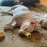 dog, white_dog, bone, carpet, living_room, pillow, furniture, relaxed, pet, indoor, resting, floor, home, cozy, canine, sleepy, domestic_animal, toy, ear, light