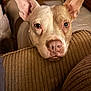 adorable, attentive, big_ears, brown_nose, close_up, couch, dog, ears_up, eyes, fabric_texture, indoors, looking_up, pet, pitbull, portrait, resting_head, sofa, warm_lighting, wet_nose, whiskers