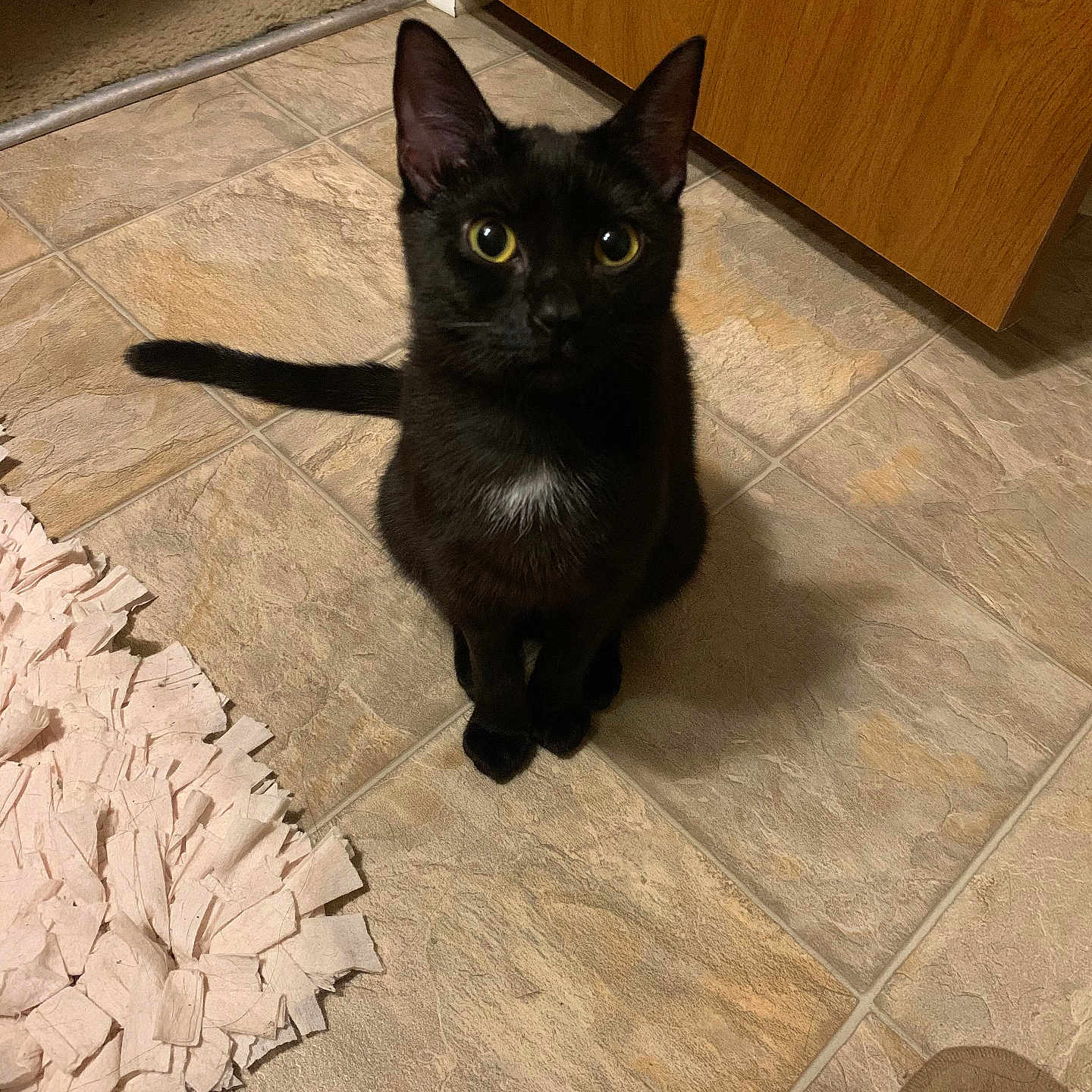 Luna joined the competition — help win amazing prizes! animal, black_cat, cat, close_up, curious, domestic_cat, ears, feline, floor, indoor, looking_up, pet, pink_rug, rug, sitting, tail, tile_floor, whiskers, wooden_cabinet, yellow_eyes
