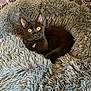 Luna is registered to the contest to win money with this photo: cat, black_cat, pet, animal, feline, yellow_eyes, fluffy_bed, cozy, indoor, resting, curious, fur, whiskers, ears, closeup, soft_texture, comfortable, home, relaxed, cute