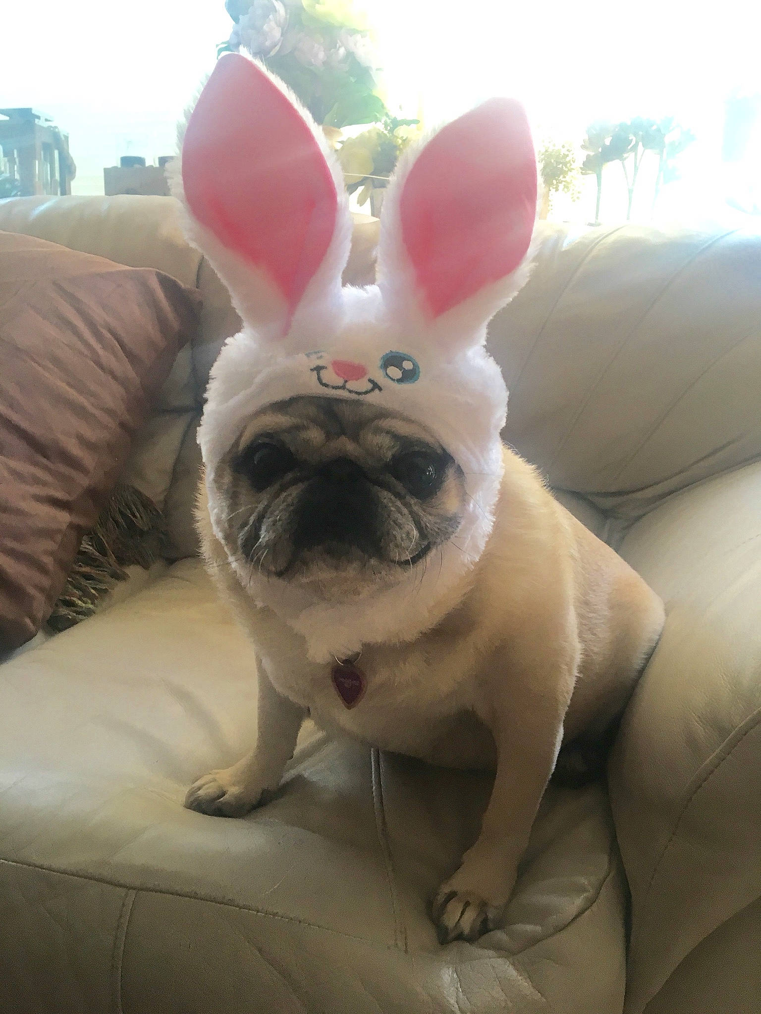 Lilygirl joined the competition — help win amazing prizes! canidae, carnivore, comfort, companion_dog, dog, dog_breed, ear, fawn, fur, grass, nose, plant, rabbits_and_hares, sky, snout, terrestrial_animal, toy, toy_dog, whiskers, working_animal