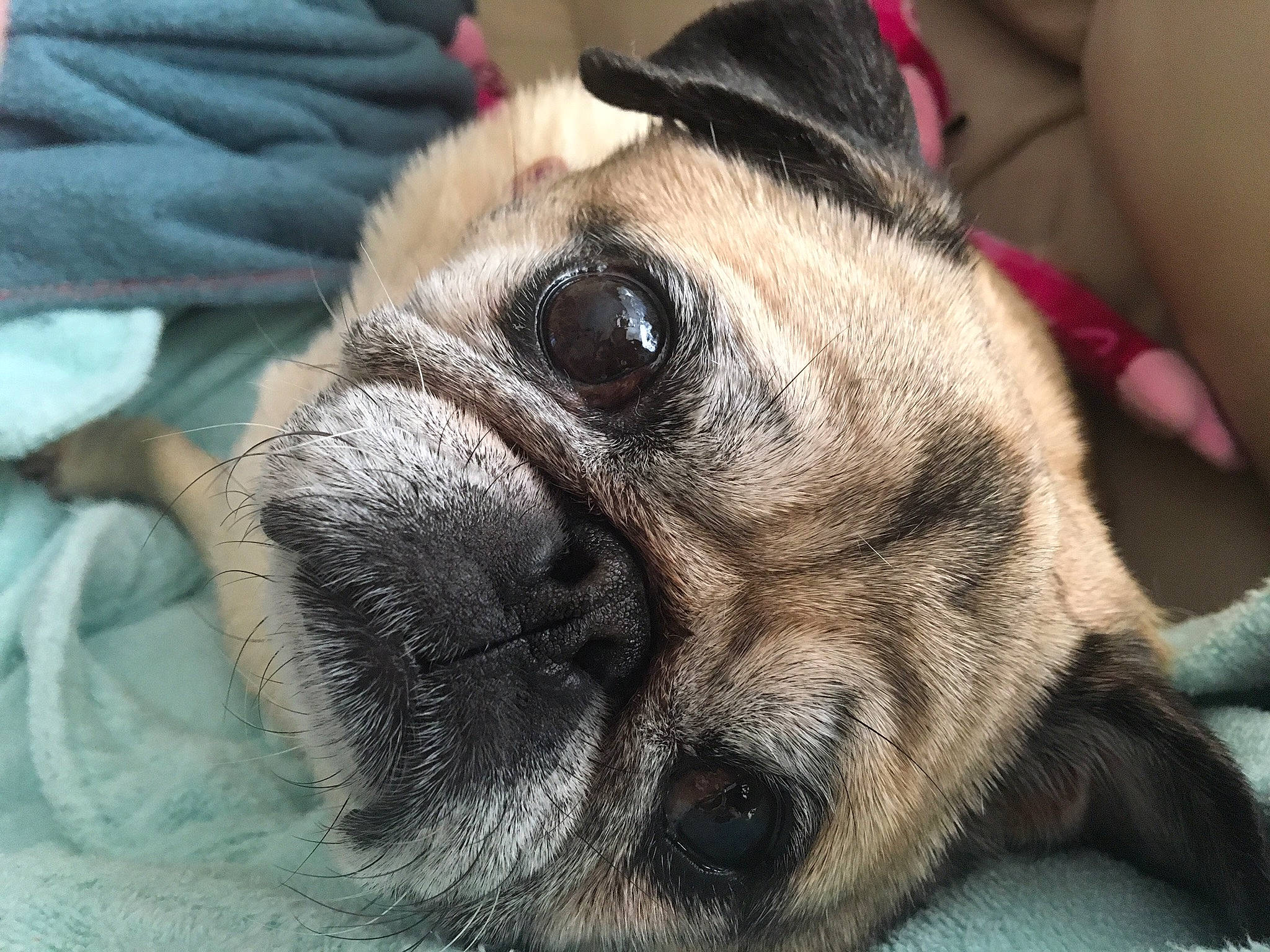 Lilygirl joined the competition — help win amazing prizes! canidae, carnivore, companion_dog, dog, dog_breed, ear, eye, fawn, fur, head, iris, paw, pug, snout, sporting_group, terrestrial_animal, toy_dog, whiskers, working_animal, wrinkle