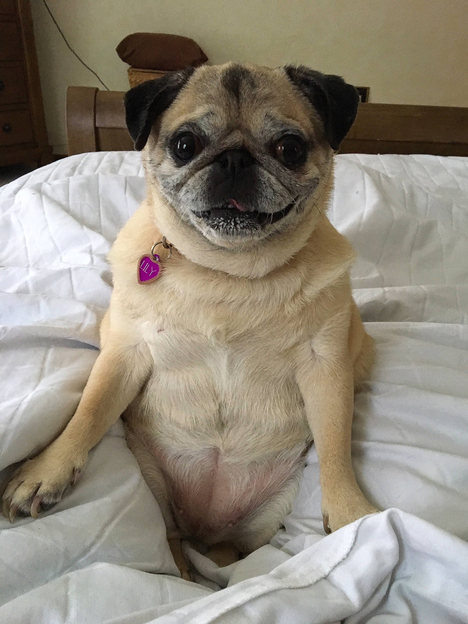 Lilygirl is registered to the contest to win money with this photo: canidae, carnivore, collar, comfort, companion_dog, dog, dog_breed, fawn, fur, linens, paw, pet_supply, pug, snout, sporting_group, terrestrial_animal, toy_dog, whiskers, working_animal, wrinkle