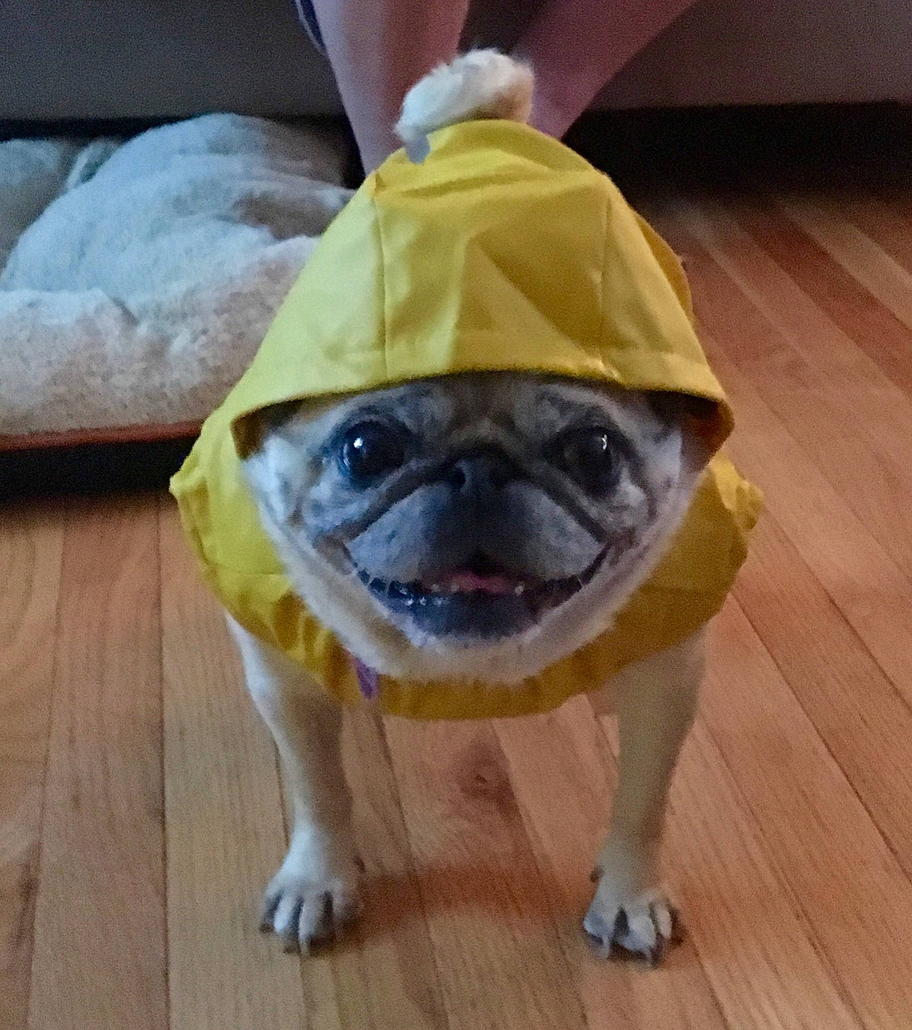 Lilygirl is registered to the contest to win money with this photo: carnivore, companion_dog, dog, dog_breed, dog_clothes, electric_blue, fawn, floor, flooring, fur, hardwood, pug, snout, sporting_group, sunglasses, tail, toy, toy_dog, wood, working_animal