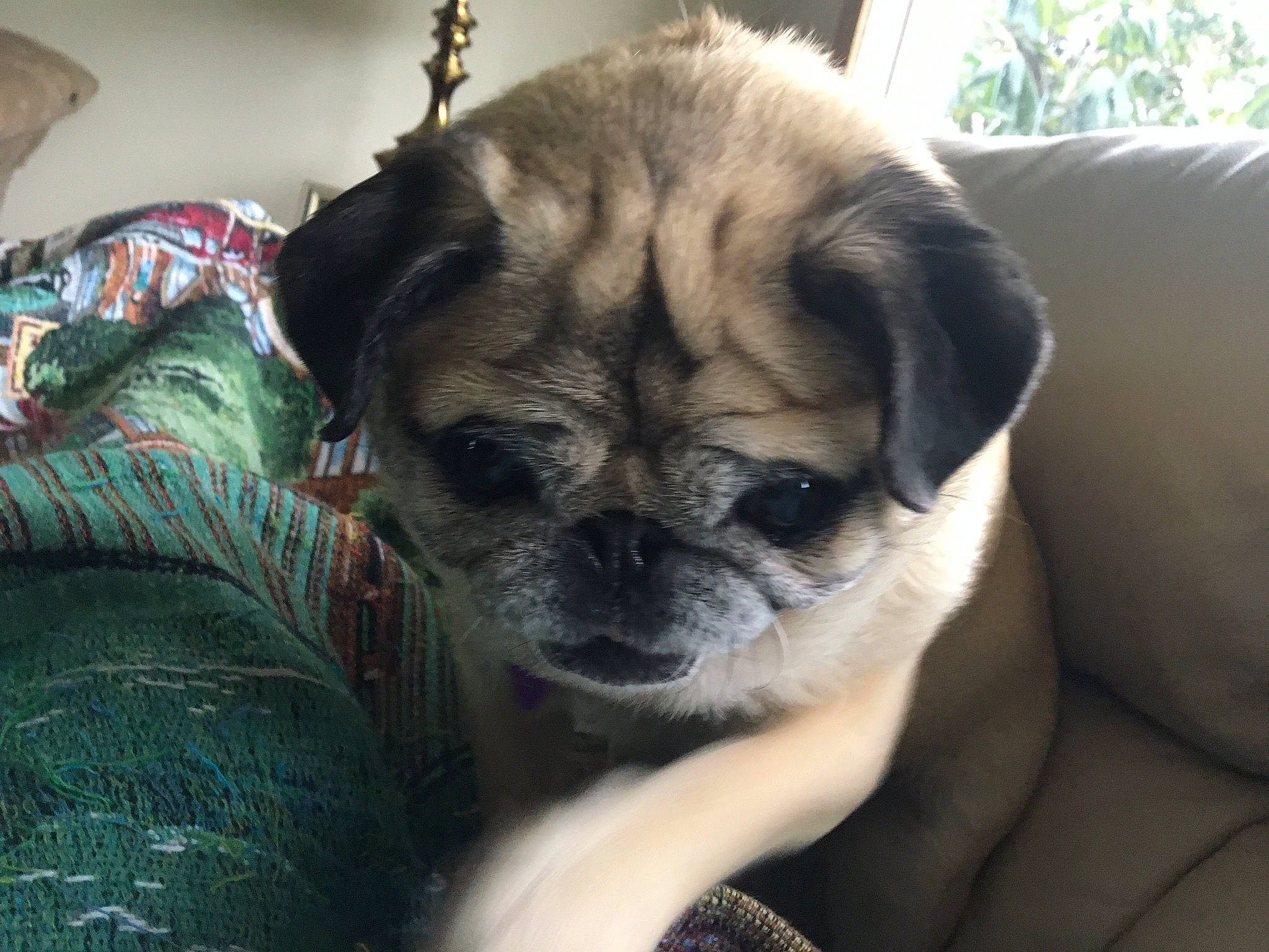 Lilygirl is registered to the contest to win money with this photo: canidae, carnivore, chair, comfort, companion_dog, dog, dog_breed, eye, fawn, fur, head, pug, puppy, snout, sporting_group, terrestrial_animal, toy_dog, whiskers, working_animal, wrinkle