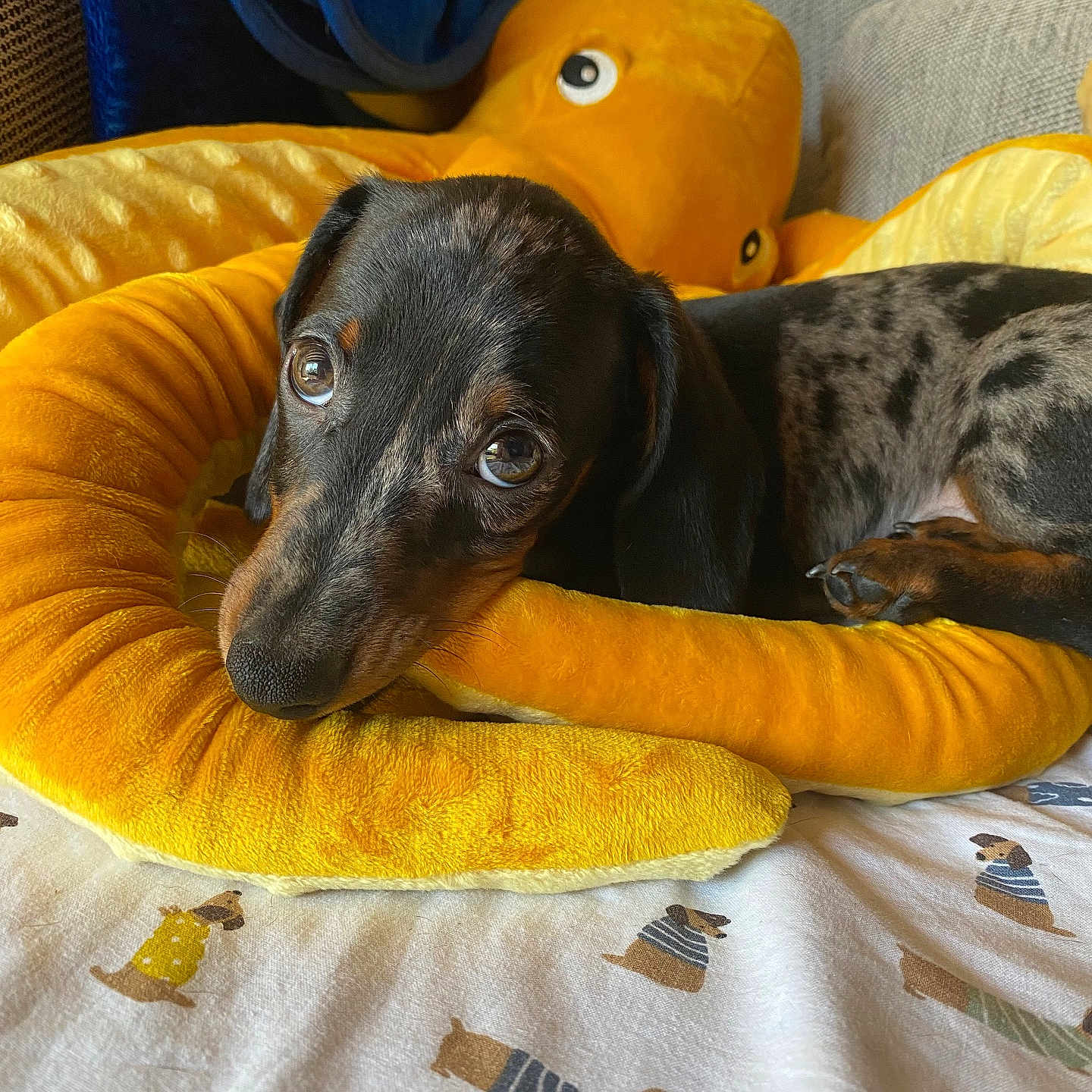 Vii King a rejoint le concours — aidez-le/la à gagner de superbes lots ! animal, bed, blanket, canine, cat, couch, cushion, dog, dogbed, furniture, homedecor, hound, labradorretriever, person, pet, pillow, pointer, puppy, quilt, sleeping