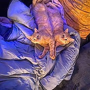 Simba Nala a rejoint le concours — aidez-le/la à gagner de superbes lots ! cat, ginger_cat, two_cats, blanket, blue_blanket, cozy, indoor, pets, animal, feline, snuggling, paws, cute, resting, fur, domestic_cat, companion, relaxed, soft_lighting, friendship