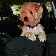 Niko is registered to the contest to win money with this photo: dog, pet, car_interior, seat, collar, fluffy, white_dog, animal, cute, looking_away, backseat, transportation, vehicle, domestic_animal, fur, paw, companion, indoor, curious, young_dog