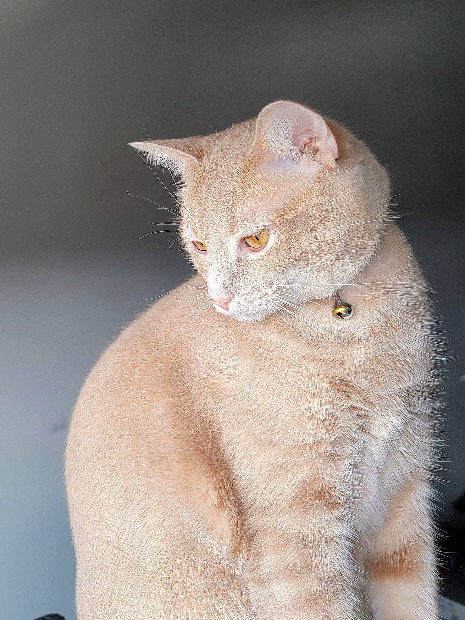 Tibet is registered to the contest to win money with this photo: carnivore, cat, claw, domestic_short_haired_cat, ear, eye, fawn, felidae, fur, head, paw, peach, small_to_medium_sized_cats, snout, tail, terrestrial_animal, whiskers, wildlife, window, wood