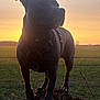 Ruben participe au concours pour gagner de l'argent avec cette photo : animal, black_dog, canine, dog, evening, field, grass, harness, landscape, mammal, nature, outdoor, peaceful, pet, silhouette, sky, standing, sunlight, sunset, tree_stump