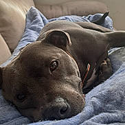 Ruben a rejoint le concours — aidez-le/la à gagner de superbes lots ! animal, blanket, brown_dog, closeup, collar, comfort, couch, cozy, cute, dog, fur, home, indoor, mammal, pet, portrait, relaxing, resting, sleepy, window