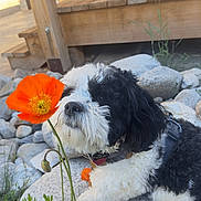 Wally is registered to the contest to win money with this photo: dog, flower, orange_flower, rocks, outdoor, pet, curious, fur, nature, greenery, wooden_porch, leaf, plant, collar, closeup, sunlight, resting, black_and_white, cute, summer