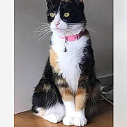 Suzie is registered to the contest to win money with this photo: alert, animal, calico_cat, calm, cat, cute, domestic_animal, feline, fur_pattern, house_pet, indoor, pet, pink_collar, portrait, quiet, side_view, sitting, whiskers, wood_surface, yellow_eyes