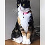 alert, animal, calico_cat, calm, cat, cute, domestic_animal, feline, fur_pattern, house_pet, indoor, pet, pink_collar, portrait, quiet, side_view, sitting, whiskers, wood_surface, yellow_eyes