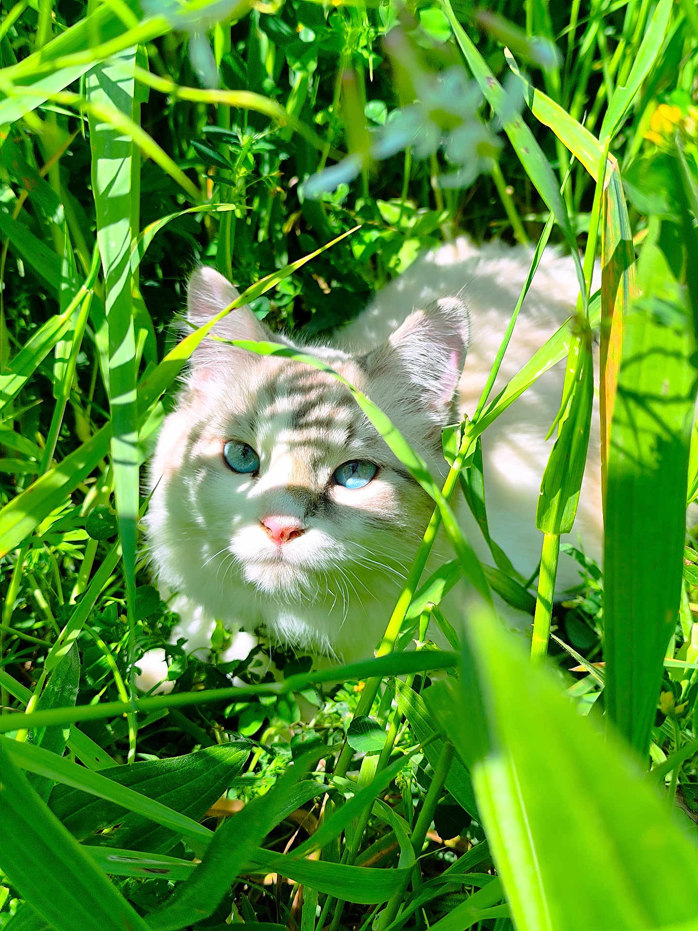 Yuki