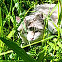 cat, white_cat, gray_stripes, grass, greenery, outdoor, nature, sunlight, shadows, animal, pet, feline, closeup, camouflage, whiskers, ears, eye, fur, plant, daylight