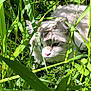 cat, white_cat, grass, greenery, outdoor, nature, sunlight, shadow, closeup, animal, feline, pet, fur, whiskers, ears, eyes, plant, leaf, stealth, crouching