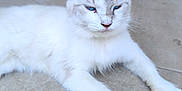 Yuki a rejoint le concours — aidez-le/la à gagner de superbes lots ! cat, white_cat, blue_eyes, feline, pet, animal, fur, ears, whiskers, paws, lying_down, close_up, outdoor, floor, tile, resting, cute, domestic_animal, quiet, calm