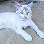 cat, white_cat, blue_eyes, feline, pet, animal, fur, ears, whiskers, paws, lying_down, close_up, outdoor, floor, tile, resting, cute, domestic_animal, quiet, calm