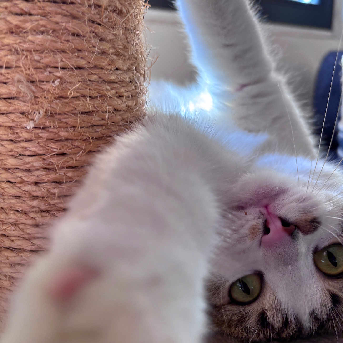 Ushari a rejoint le concours — aidez-le/la à gagner de superbes lots ! blurred_foreground, cat, close_up, curiosity, feline, green_eyes, indoor, paw, pet, pink_nose, playful, portrait, scratching_post, sisal, sunlight, tabby_markings, tongue, whiskers, white_fur, window