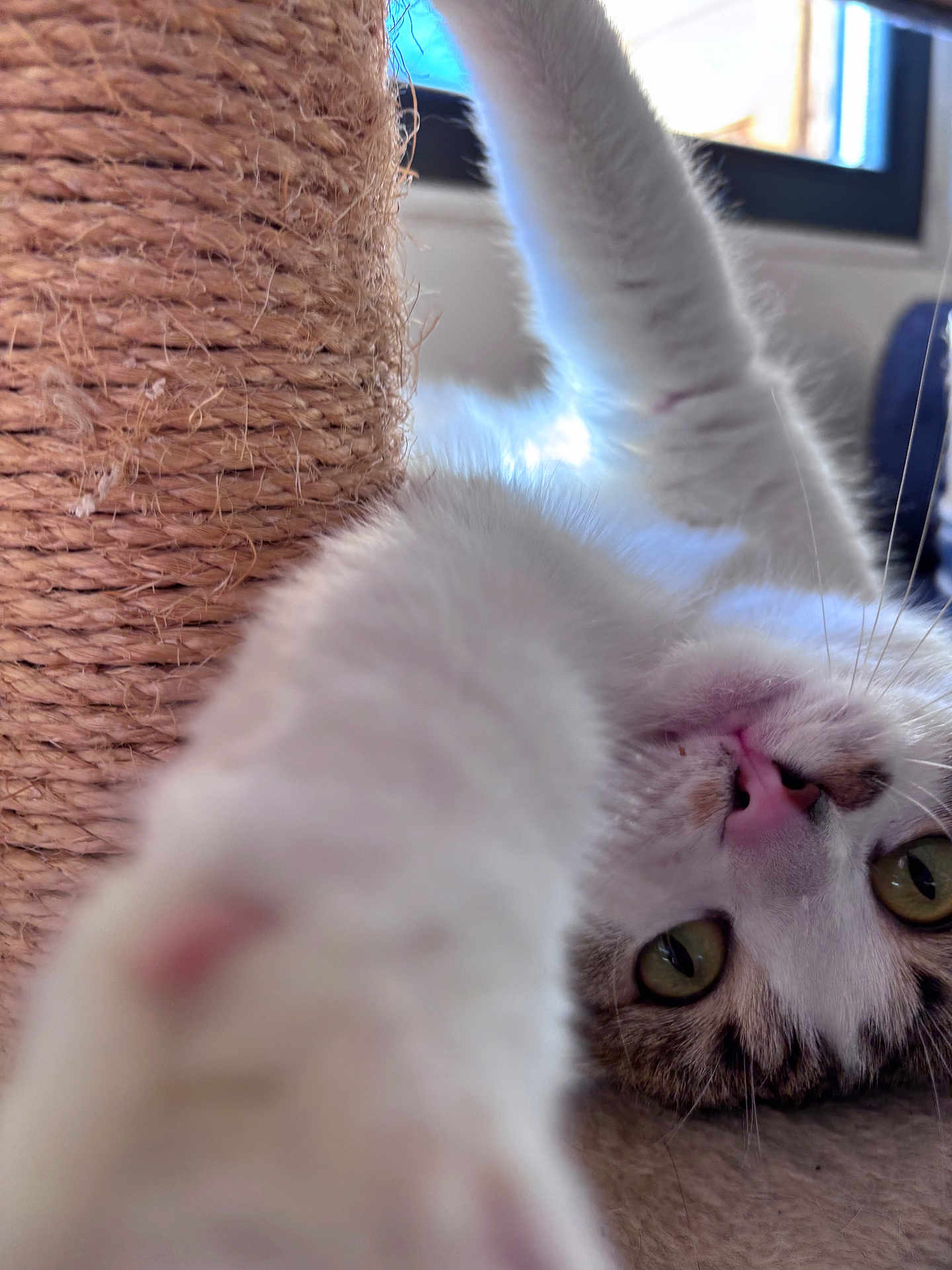 Ushari a rejoint le concours — aidez-le/la à gagner de superbes lots ! cat, feline, paw, scratching_post, sisal, close_up, portrait, green_eyes, whiskers, pink_nose, tongue, white_fur, tabby_markings, indoor, window, sunlight, playful, pet, blurred_foreground, curiosity