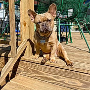 Franklin joined the competition — help win amazing prizes! dog, french_bulldog, outdoor, deck, wood, sunlight, pet, canine, sitting, relaxed, animal, collar, metal_chair, furniture, daylight, shadow, summer, tongue_hidden, ears_up, closeup