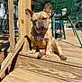 dog, french_bulldog, outdoor, deck, wood, sunlight, pet, canine, sitting, relaxed, animal, collar, metal_chair, furniture, daylight, shadow, summer, tongue_hidden, ears_up, closeup