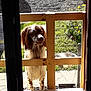 Untxi participe au concours pour gagner de l'argent avec cette photo : animal, architecture, building, canine, cockerspaniel, dog, door, hound, house, housing, outdoors, patio, pet, plywood, pointer, porch, shelter, slate, window, wood