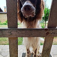 Untxi participe au concours pour gagner de l'argent avec cette photo : dog, animal, pet, outdoor, wooden_fence, ears, nose, curious, garden, greenery, grass, spots, long_hair, legs, close_up, daylight, nature, muzzle, canine, portrait