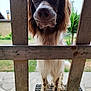Untxi participe au concours pour gagner de l'argent avec cette photo : dog, animal, pet, outdoor, wooden_fence, ears, nose, curious, garden, greenery, grass, spots, long_hair, legs, close_up, daylight, nature, muzzle, canine, portrait