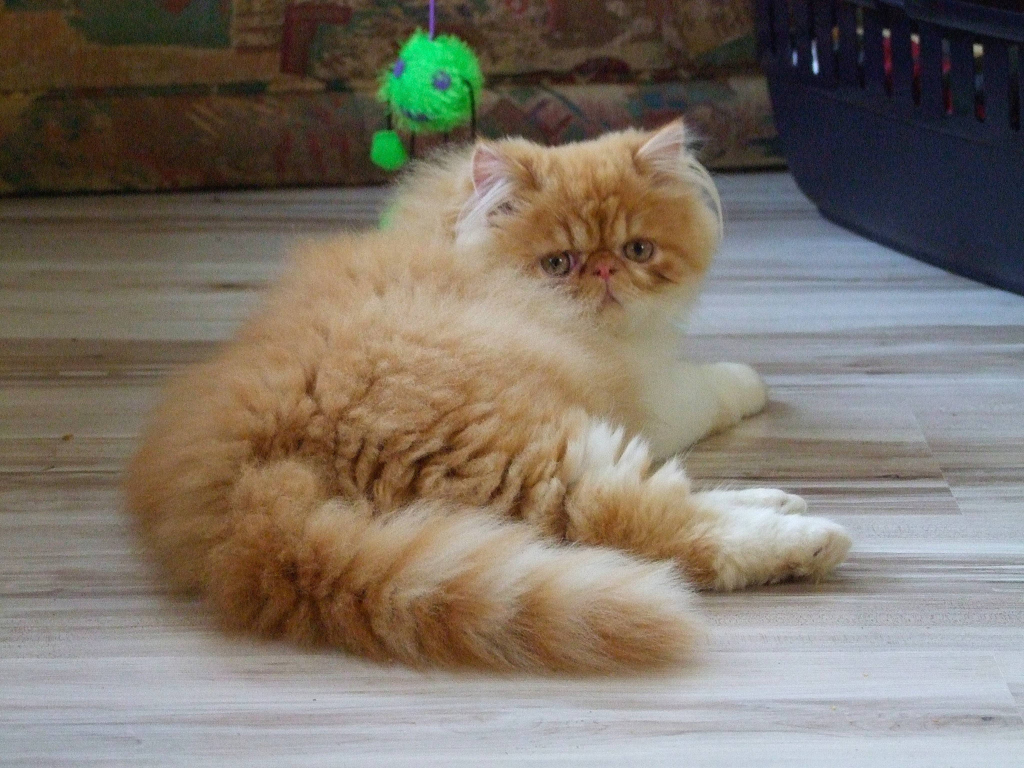 Easy a rejoint le concours — aidez-le/la à gagner de superbes lots ! asphalt, carnivore, cat, claw, comfort, companion_dog, fawn, felidae, flooring, fur, hardwood, paw, plant, road_surface, sitting, small_to_medium_sized_cats, snout, tail, whiskers, wood