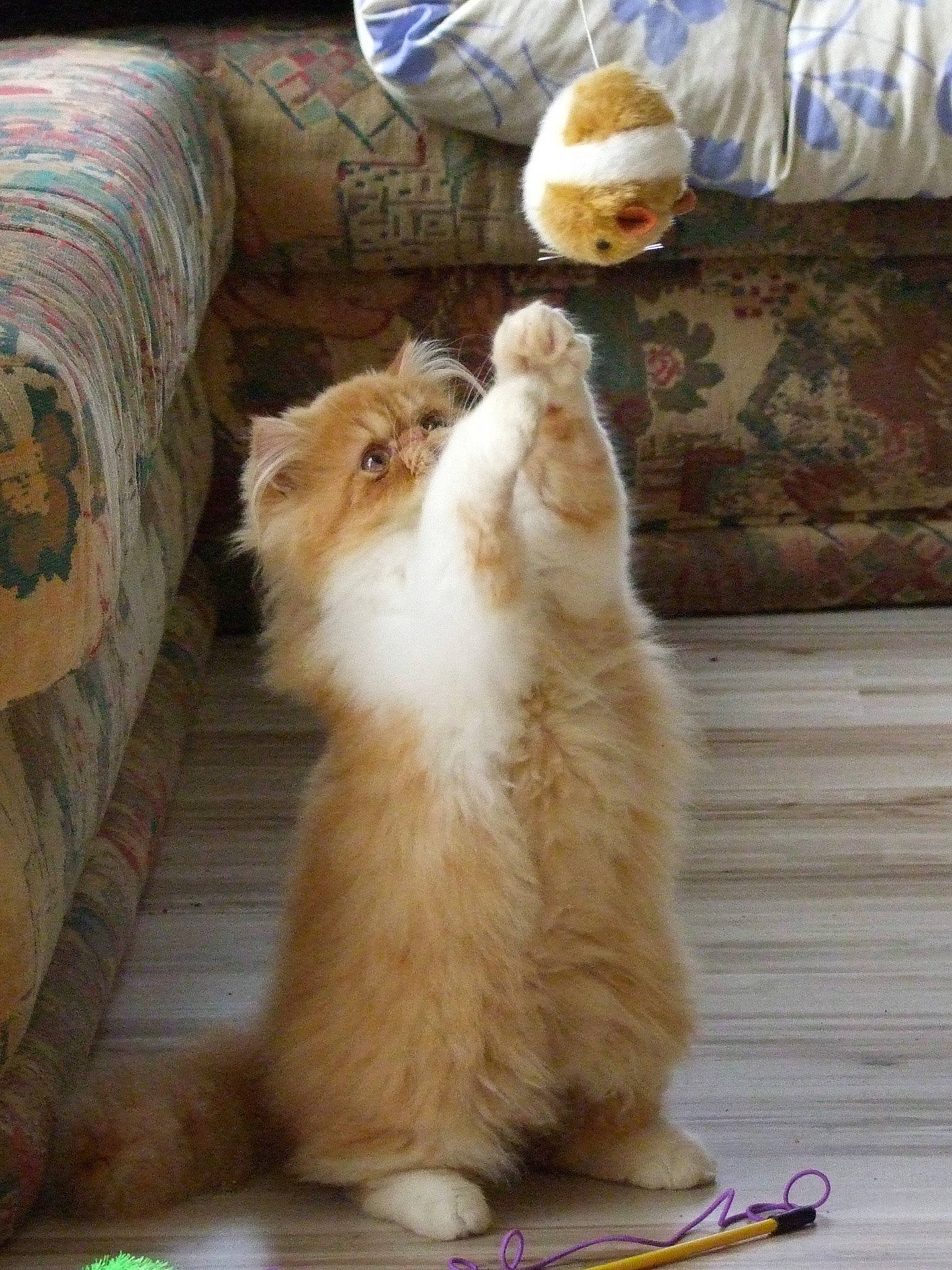 Easy a rejoint le concours — aidez-le/la à gagner de superbes lots ! canidae, carnivore, cat, claw, comfort, companion_dog, dog_breed, fawn, felidae, flooring, fur, hardwood, paw, room, small_to_medium_sized_cats, snout, sporting_group, tail, whiskers, wood