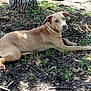 dog, canine, pet, lying_down, outdoor, grass, tree_trunk, yard, shade, sunlight_patch, brown_coat, blue_eyes, ears, snout, paw, relaxed, looking_at_camera, nature, soil, leaves