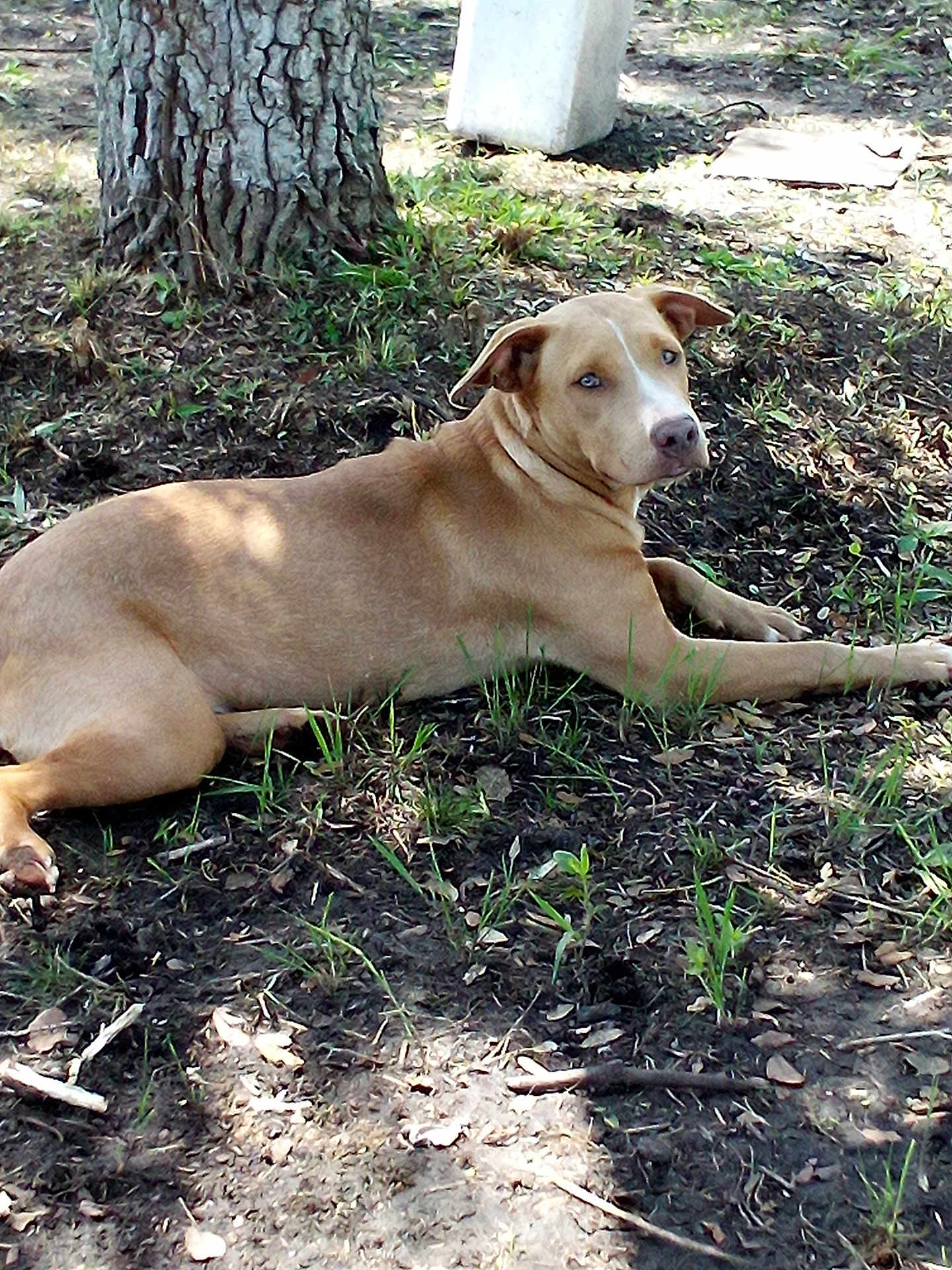 Simba joined the competition — help win amazing prizes! dog, canine, pet, lying_down, outdoor, grass, tree_trunk, yard, shade, sunlight_patch, brown_coat, blue_eyes, ears, snout, paw, relaxed, looking_at_camera, nature, soil, leaves