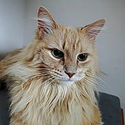 Loulou participe au concours pour gagner de l'argent avec cette photo : cat, fluffy, orange, green_eyes, whiskers, fur, pet, animal, indoor, close_up, portrait, relaxed, feline, cute, domestic, mammal, face, ears, nose, table