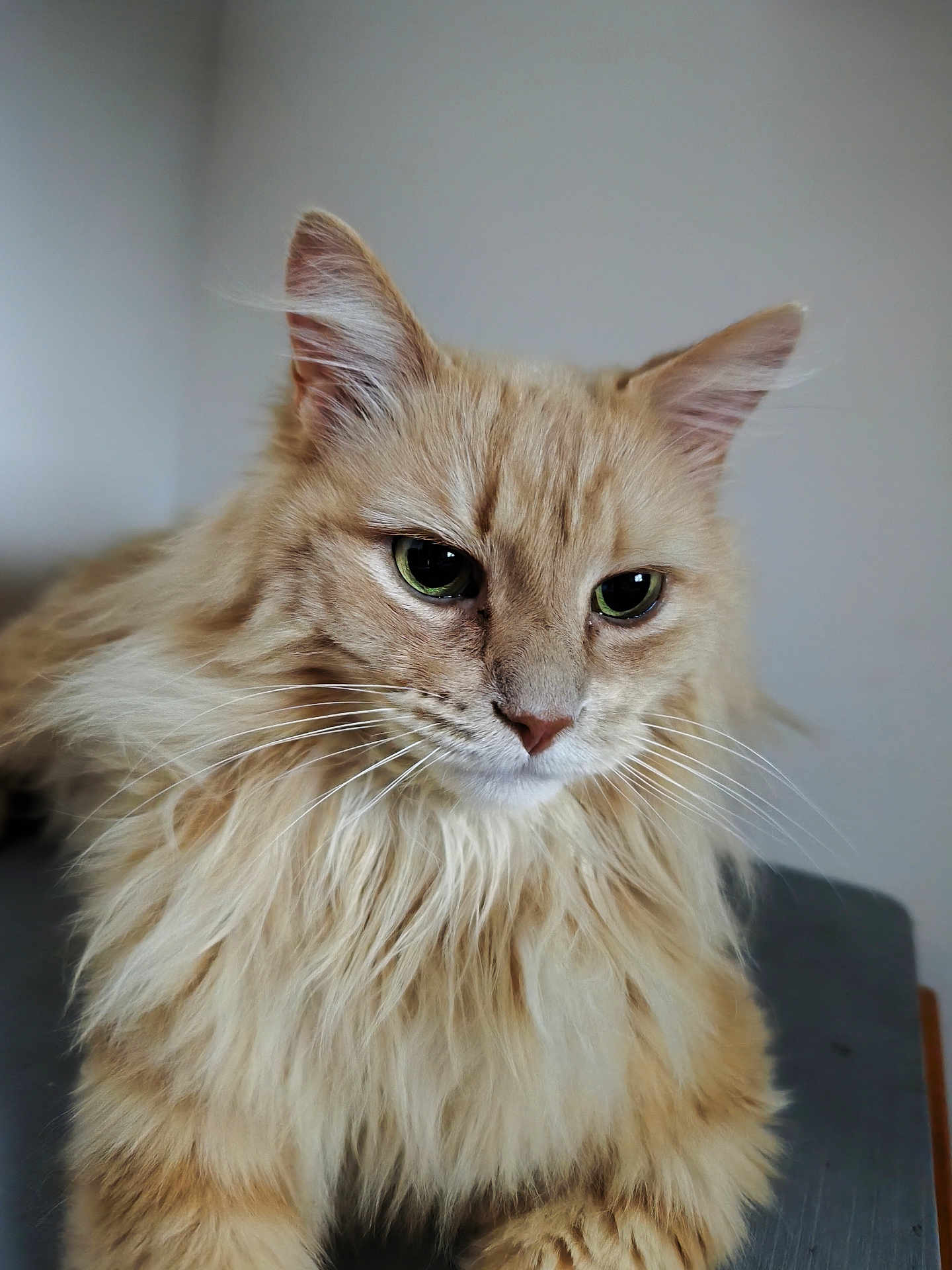 Loulou participe au concours pour gagner de l'argent avec cette photo : cat, fluffy, orange, green_eyes, whiskers, fur, pet, animal, indoor, close_up, portrait, relaxed, feline, cute, domestic, mammal, face, ears, nose, table
