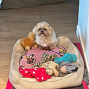 Nala a rejoint le concours — aidez-le/la à gagner de superbes lots ! dog, dog_bed, plush_toy, blanket, floor, indoor, small_dog, brown, white, scruffy, looking_up, cozy, pet, stuffed_animal, soft_toy, wooden_floor, couch, wall, comfort, cute