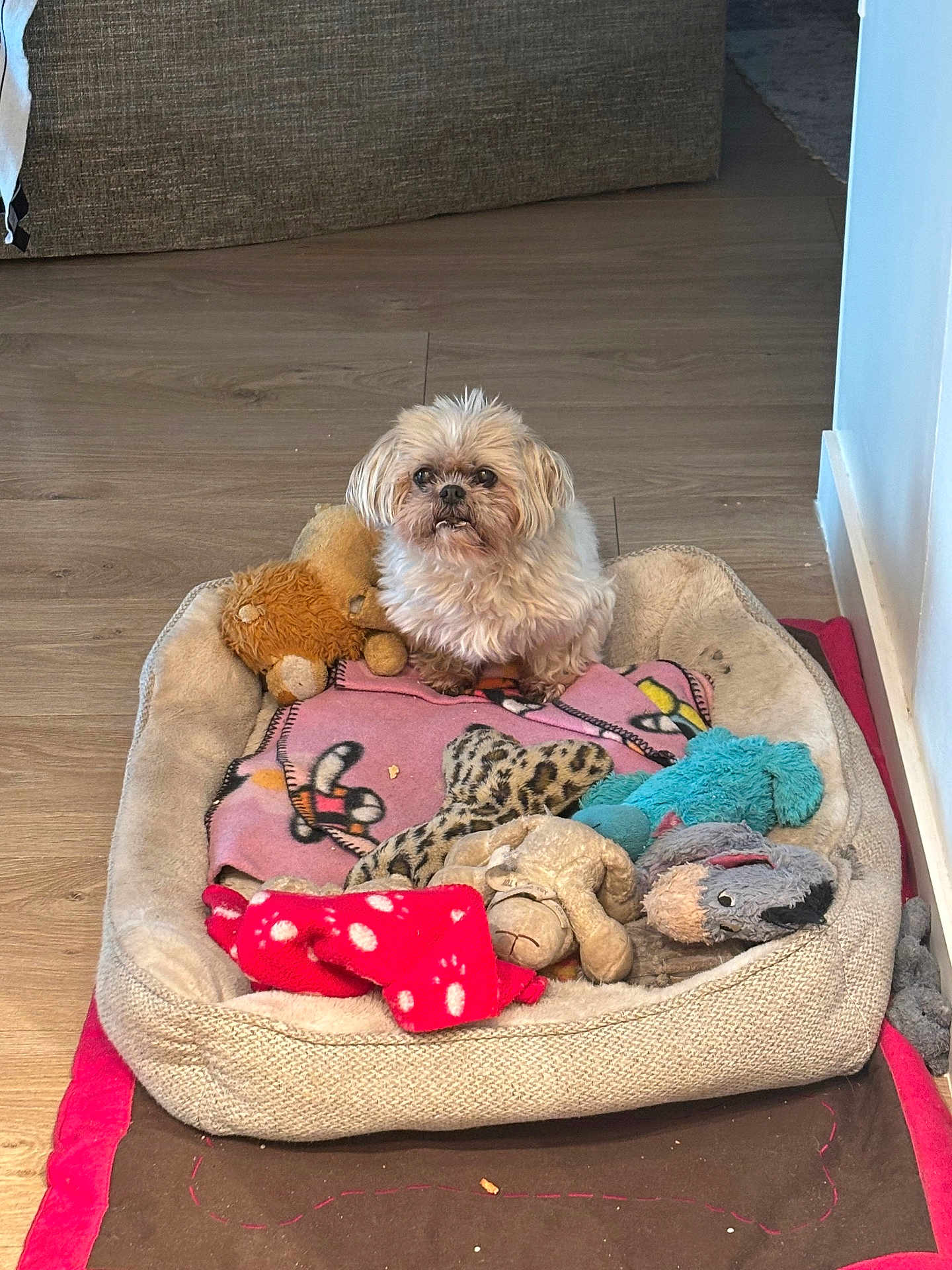 Nala a rejoint le concours — aidez-le/la à gagner de superbes lots ! dog, dog_bed, plush_toy, blanket, floor, indoor, small_dog, brown, white, scruffy, looking_up, cozy, pet, stuffed_animal, soft_toy, wooden_floor, couch, wall, comfort, cute
