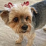 animal, bow, canine, close_up, companion, curious, cute, dog, domestic_animal, ears, floor, fur, indoor, light, pet, red_bow, small_dog, standing, wood_floor, yorkshire_terrier