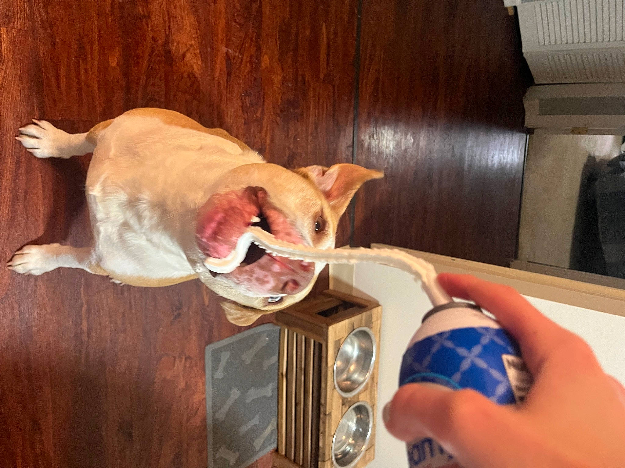 Styles is registered to the contest to win money with this photo: carnivore, comfort, companion_dog, dog, dog_breed, fawn, felidae, hardwood, hood, musical_instrument, nail, room, small_to_medium_sized_cats, snout, sporting_group, tail, thumb, vehicle_door, whiskers, wood