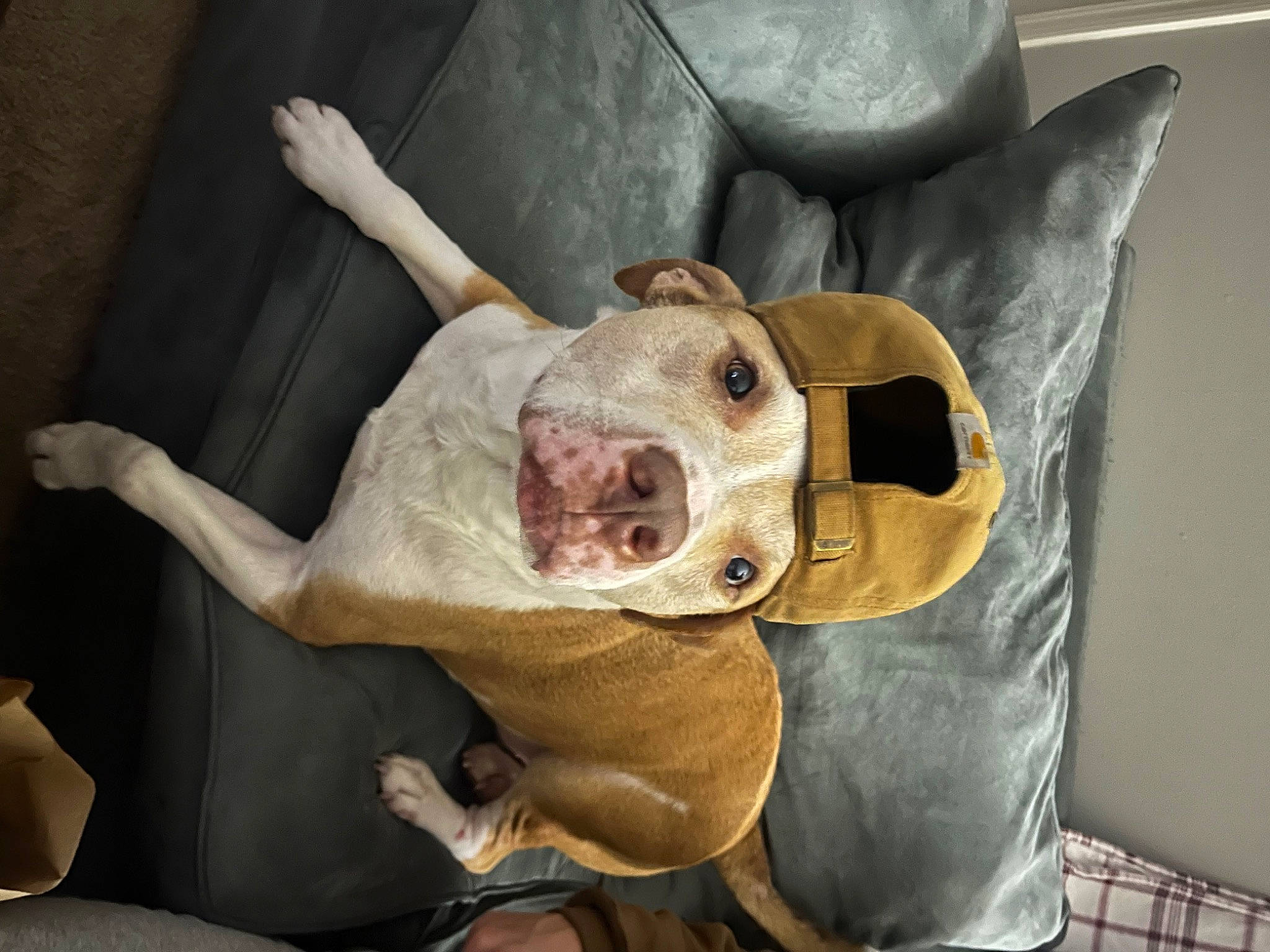 Styles joined the competition — help win amazing prizes! canidae, carnivore, comfort, companion_dog, couch, dog, dog_breed, dog_clothes, dog_supply, ear, fawn, fur, guard_dog, jaw, non_sporting_group, personal_protective_equipment, snout, sporting_group, whiskers, working_animal