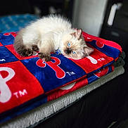Montee joined the competition — help win amazing prizes! kitten, cat, blue_eyes, fluffy, blanket, red, blue, indoor, pet, cute, resting, fur, animal, cozy, soft, lying_down, domestic, young_cat, comfort, bedroom